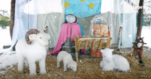 Vánoční vystoupení dětí z Mateřské školy Dráček v Lysé nad Labem