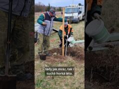 Rozkvetlý mandloňový sad v Benátkách nad Jizerou