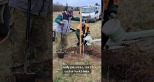 Rozkvetlý mandloňový sad v Benátkách nad Jizerou