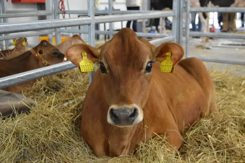 Národní holštýnský šampionát 2026